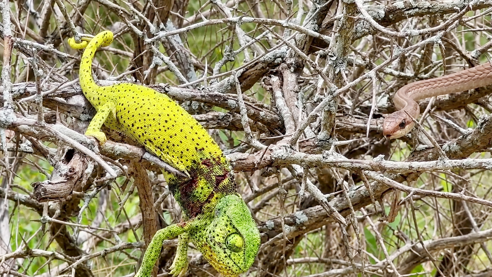 Chameleon fights back against a snake during a close encounter