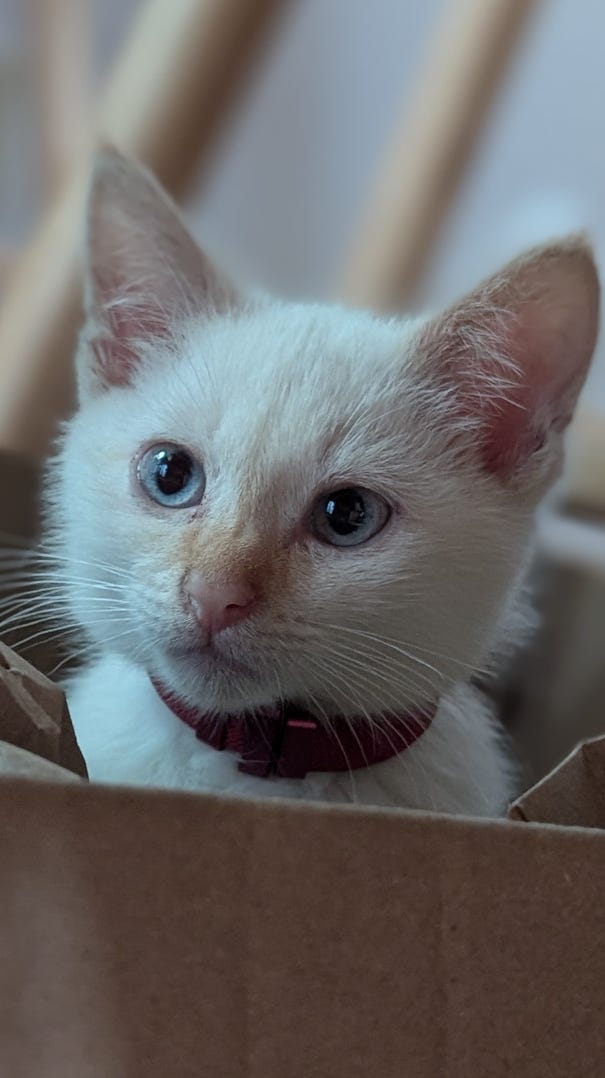 Purina names new Chief Snuggle Officers! See the furry winners.