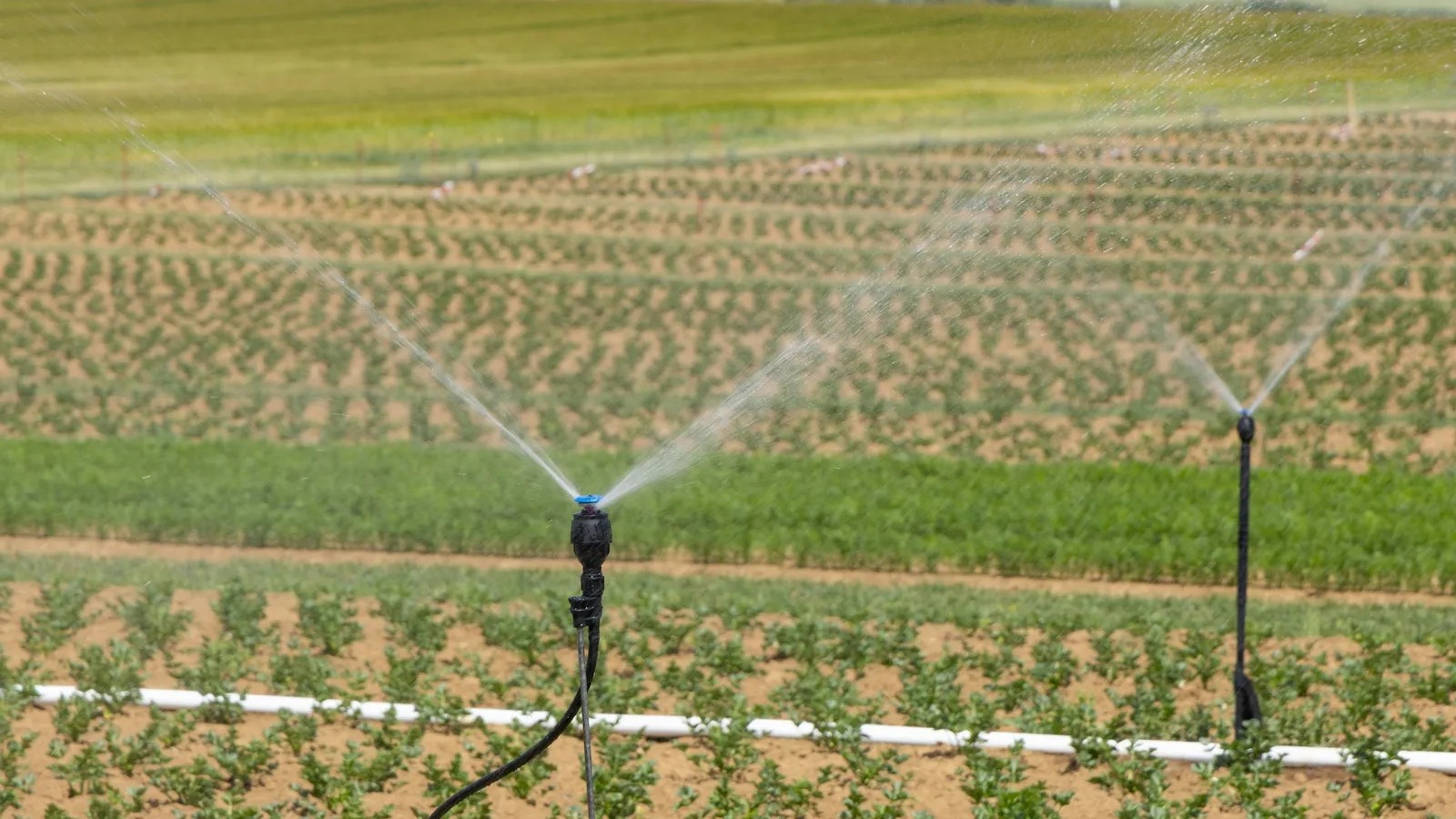 Soil sensors and weather apps are changing when farmers irrigate