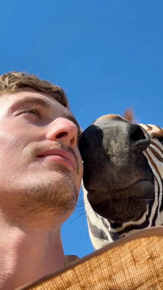 The zebra who loves taking selfies