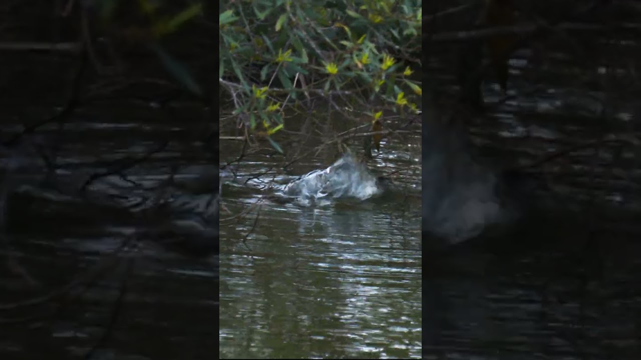 My secret to fishing with topwater frogs