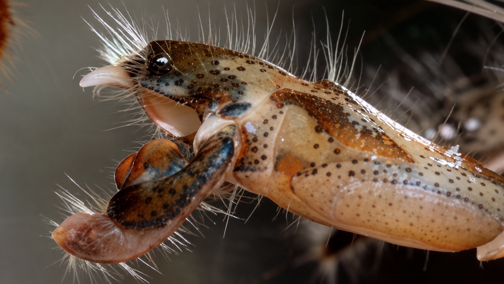This shrimp snaps its claw so fast it creates a deadly shock wave
