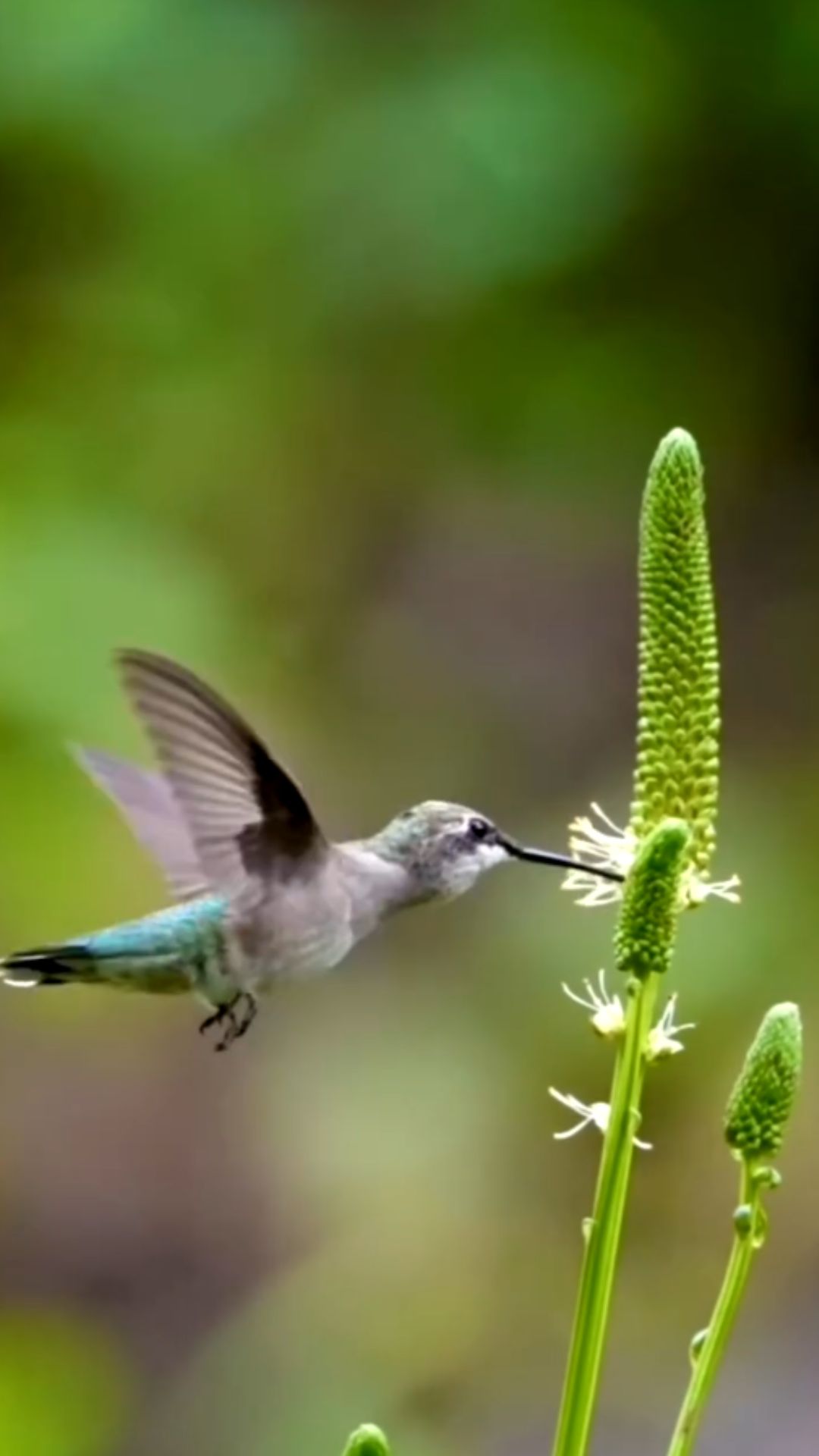 How hummingbirds reach remarkable speeds in flight