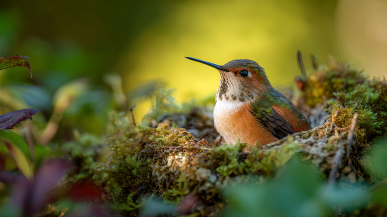The flower that attracts hummingbirds and smells like dessert