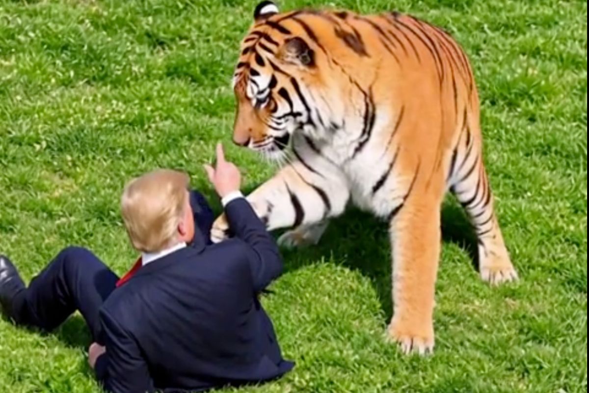 Donald Trump faces searing backlash after posting bizarre AI tiger ...