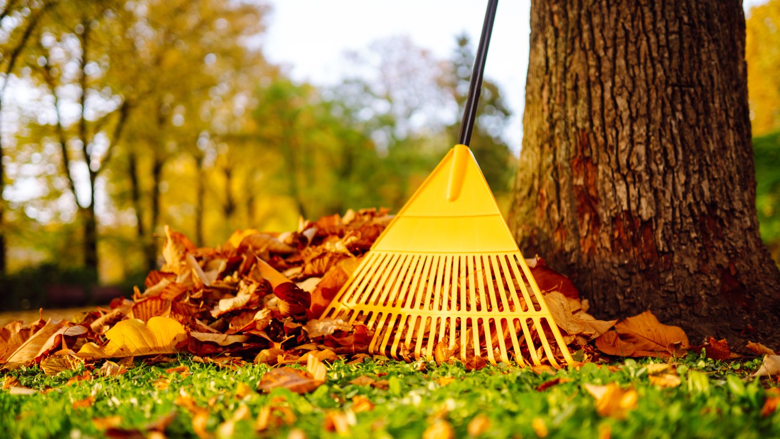 Fallen leaves aren’t just for mulch – these 7 clever uses save money ...