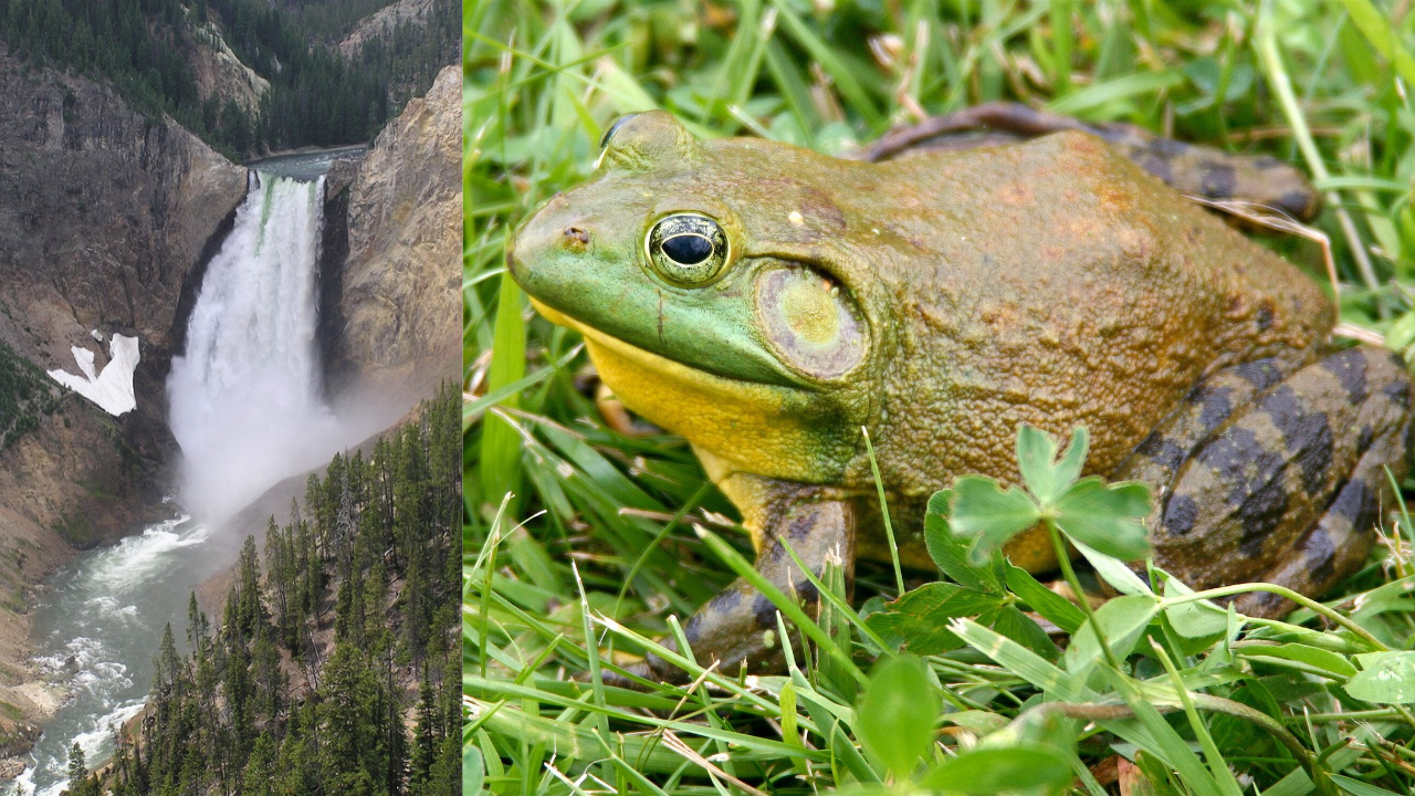 Yellowstone River bullfrog study: USGS tracks rapid invasion; native ...