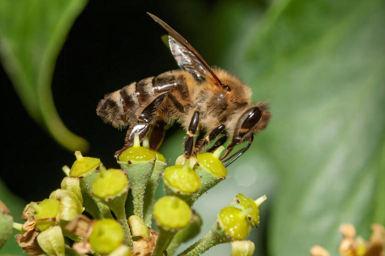 Ivy bees fight back against honeybees that drive other pollinators off ...