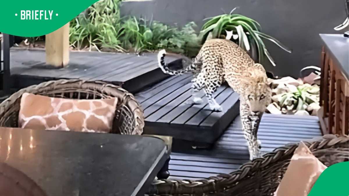 Video shows leopard walking through lodge near Kruger National Park