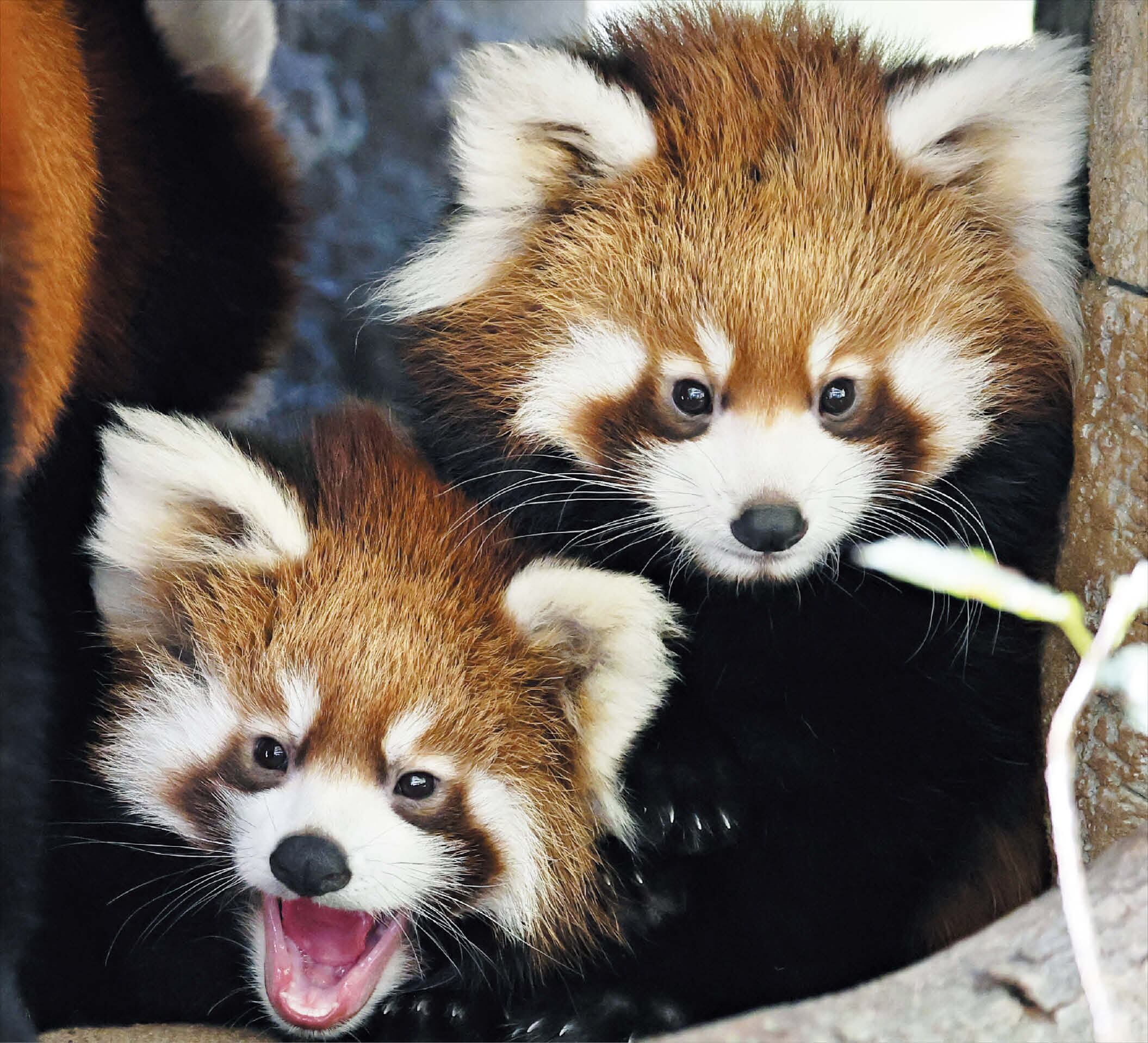 South Korea's first naturally-bred red pandas debut publicly