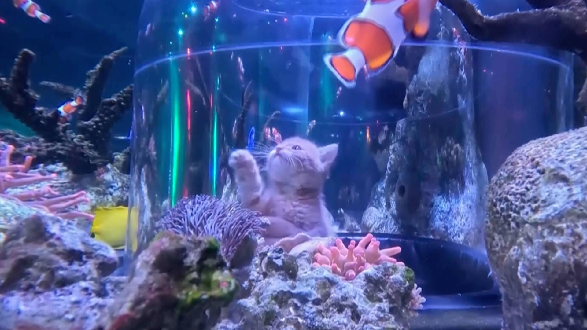 Orphaned kittens take field trip to aquarium at Mall of America