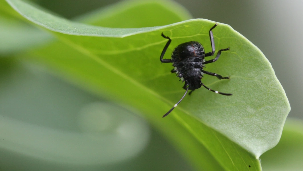 Preventing seasonal stink bug infestations
