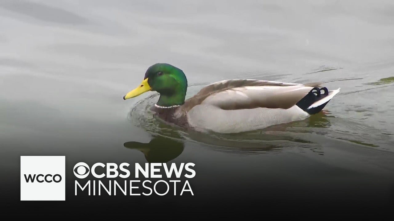 Environment Minnesota says PFAS found in 100% of water testing sites