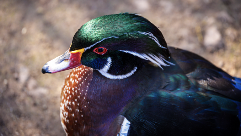 A colorful sign of fall: Wood ducks begin gathering for migration