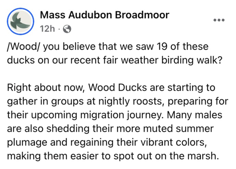 A colorful sign of fall: Wood ducks begin gathering for migration