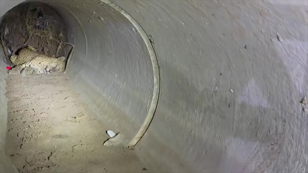 Forest team rescues injured leopard trapped inside 20ft deep culvert