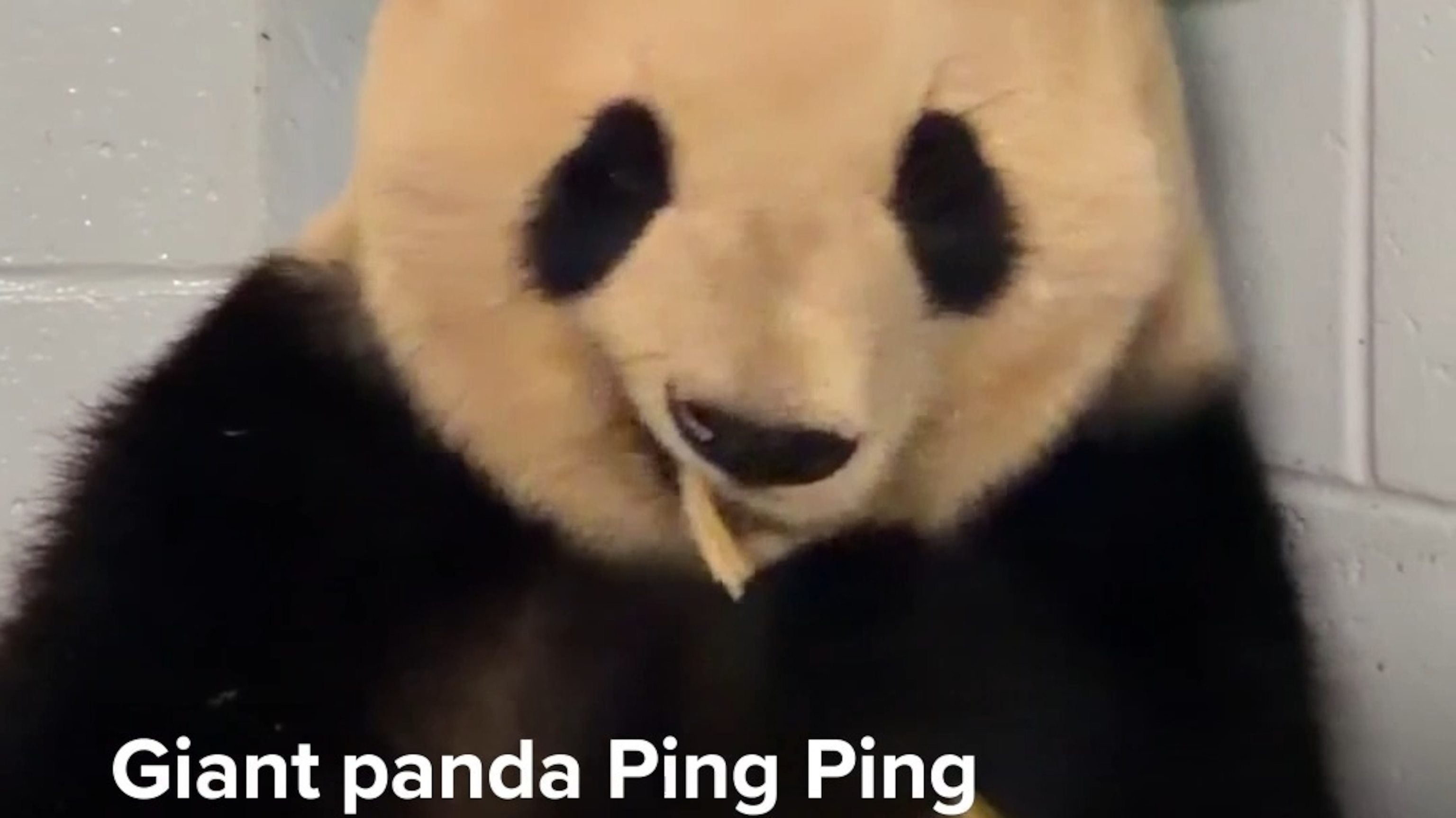Giant panda Ping Ping chomps on bamboo using specialized jaw structure