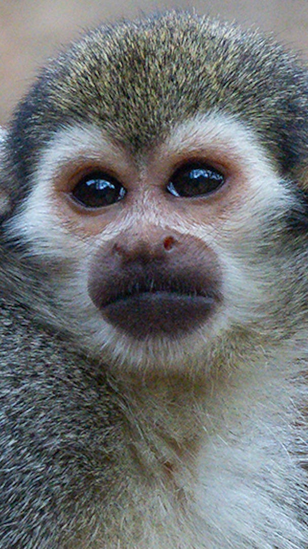 New baby Guianan squirrel monkey born at San Diego Zoo