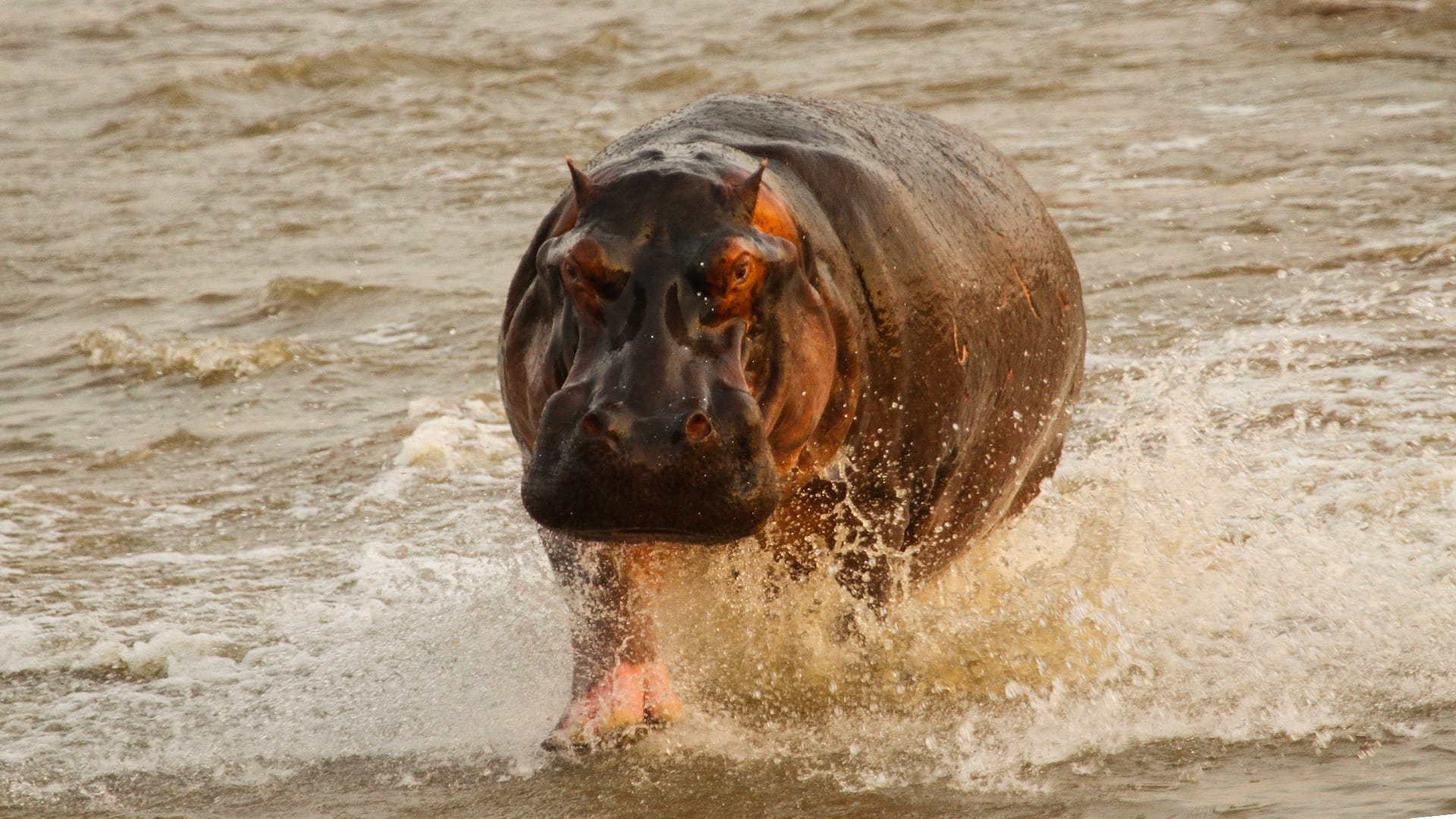 Brutal moment two hippos lock jaws in ferocious fight for territory