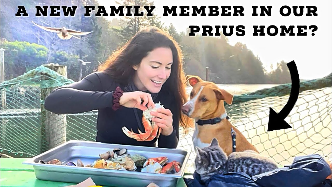 I lived in a Prius on Oregon coast