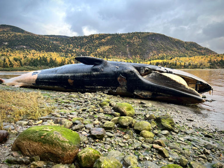 Going to be a bad stink, says man about rotting dead whale on ...