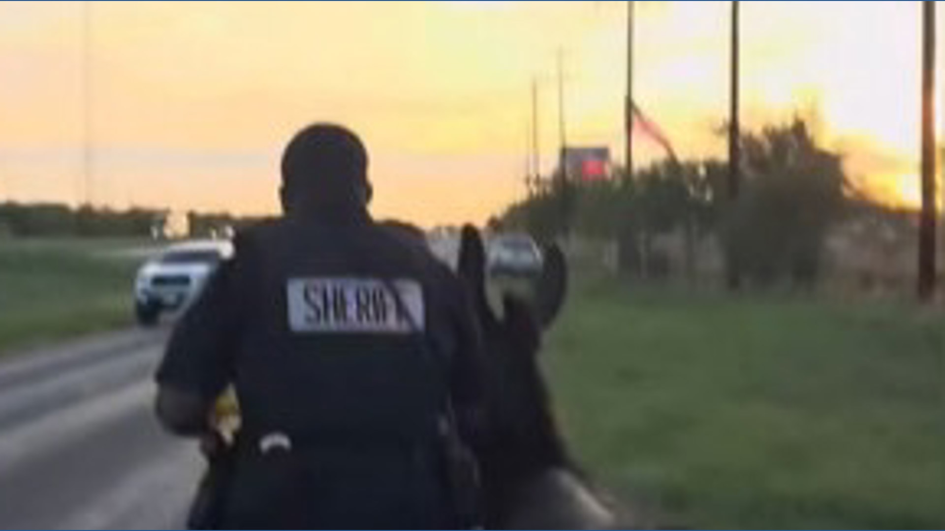 Bexar County sheriff's deputies wrangle loose livestock near Interstate 35