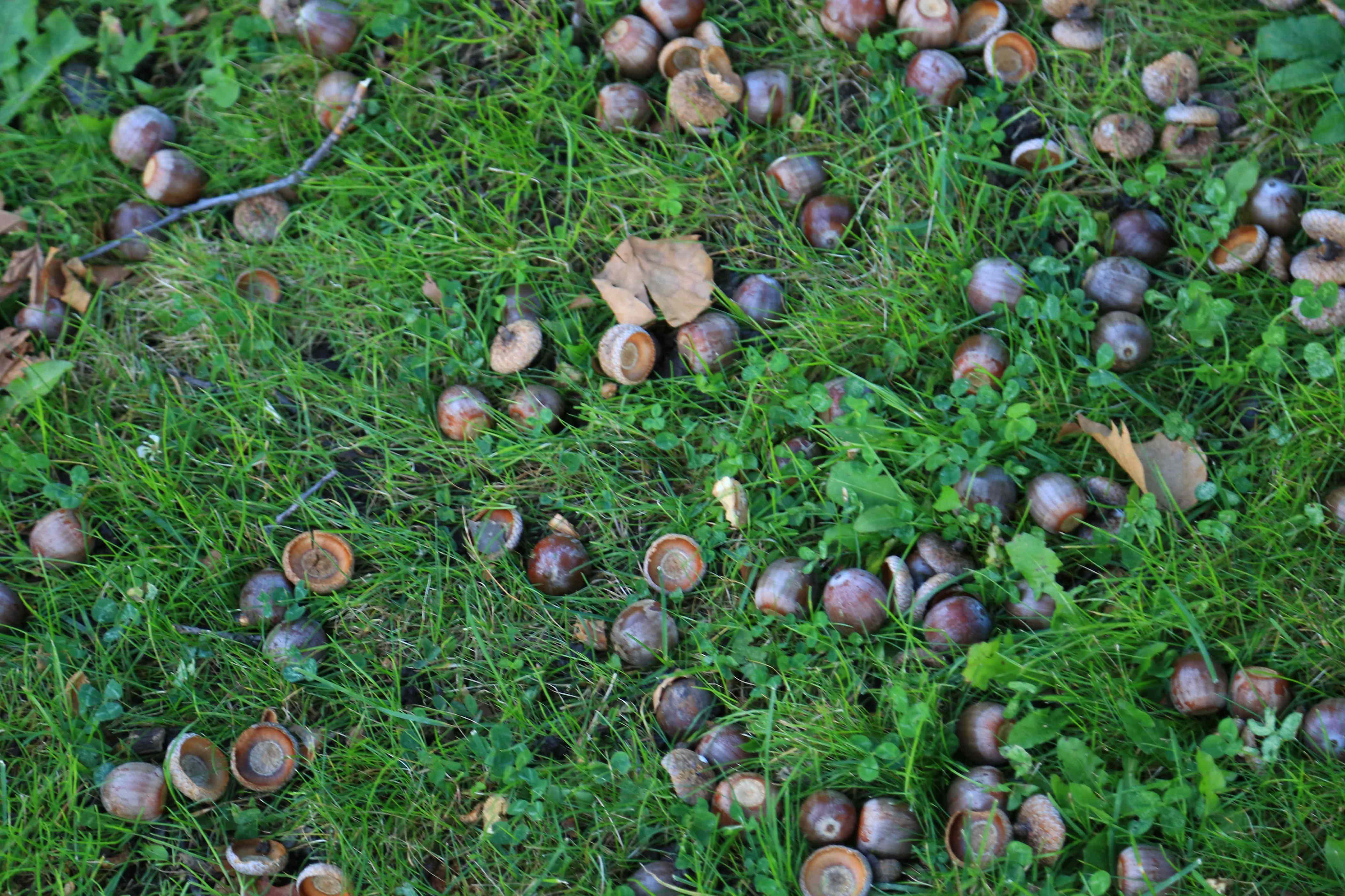 Should you remove acorns from your lawn in fall?
