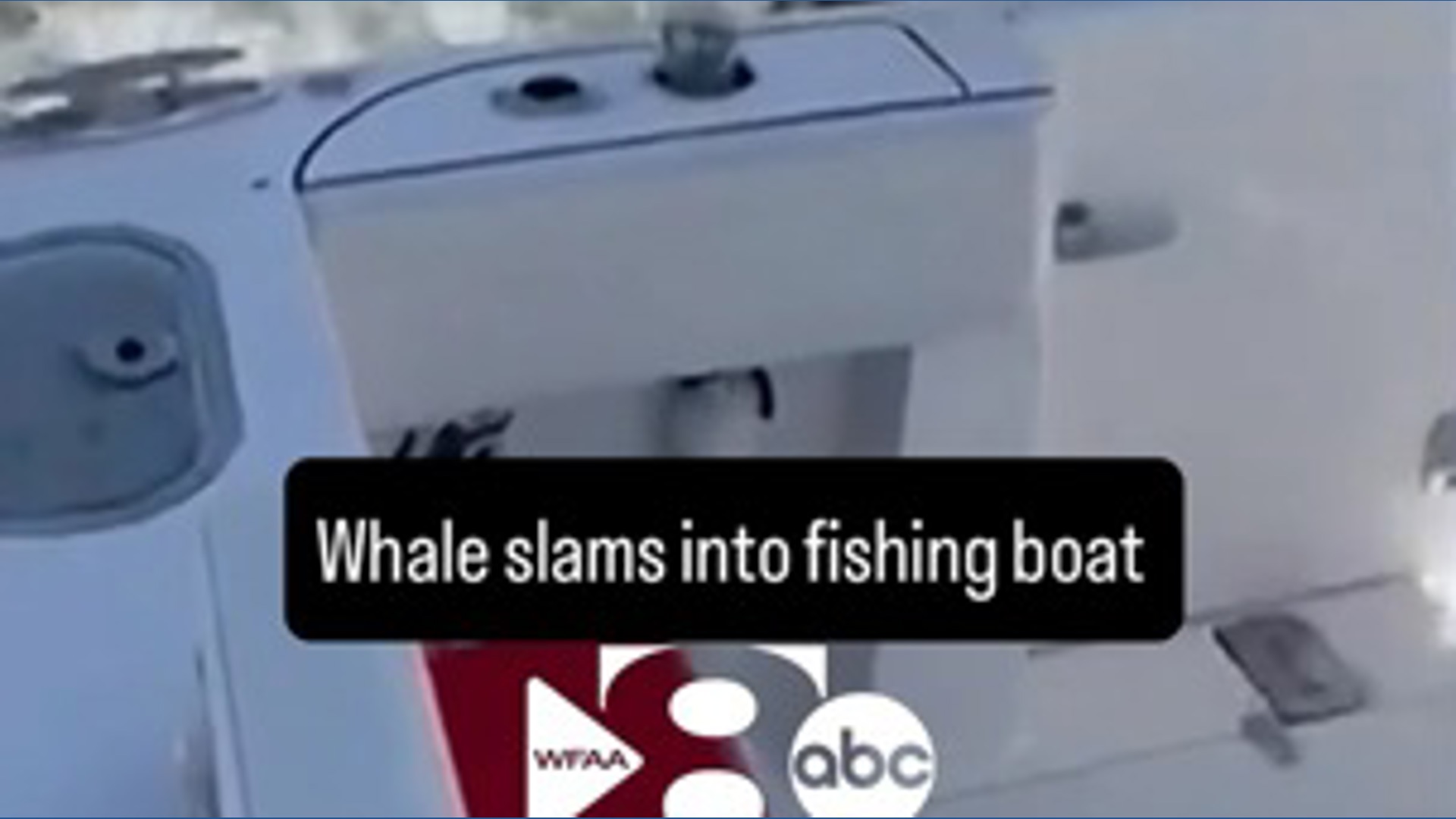 Whale slams into fishing boat