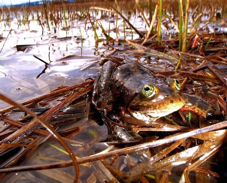 Public comment period open about proposed changes to WDFW’s listing and ...
