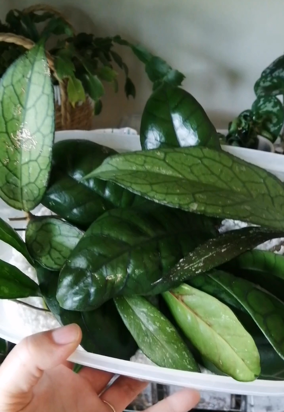 A simple hoya propagation method that works