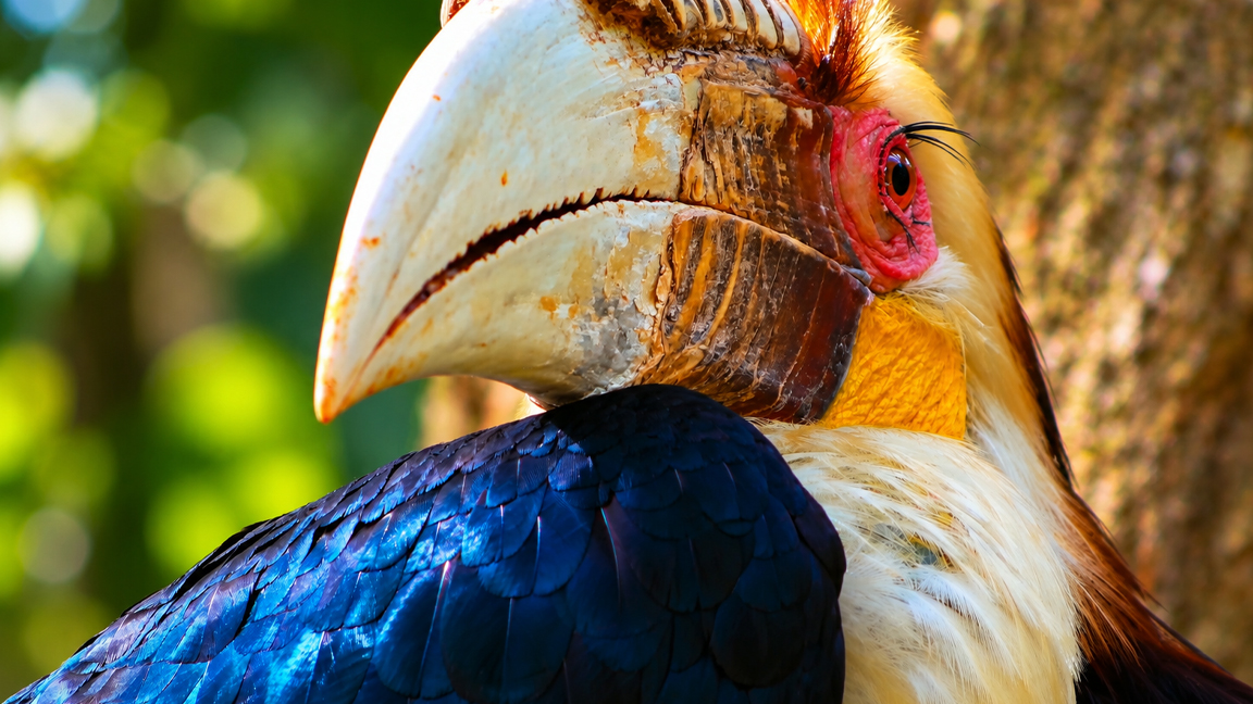A magnificent hornbill showing off its enormous curved beak