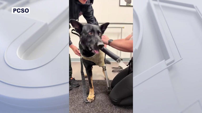 Polk County K9 Ace receives custom prosthetic leg after line-of-duty ...