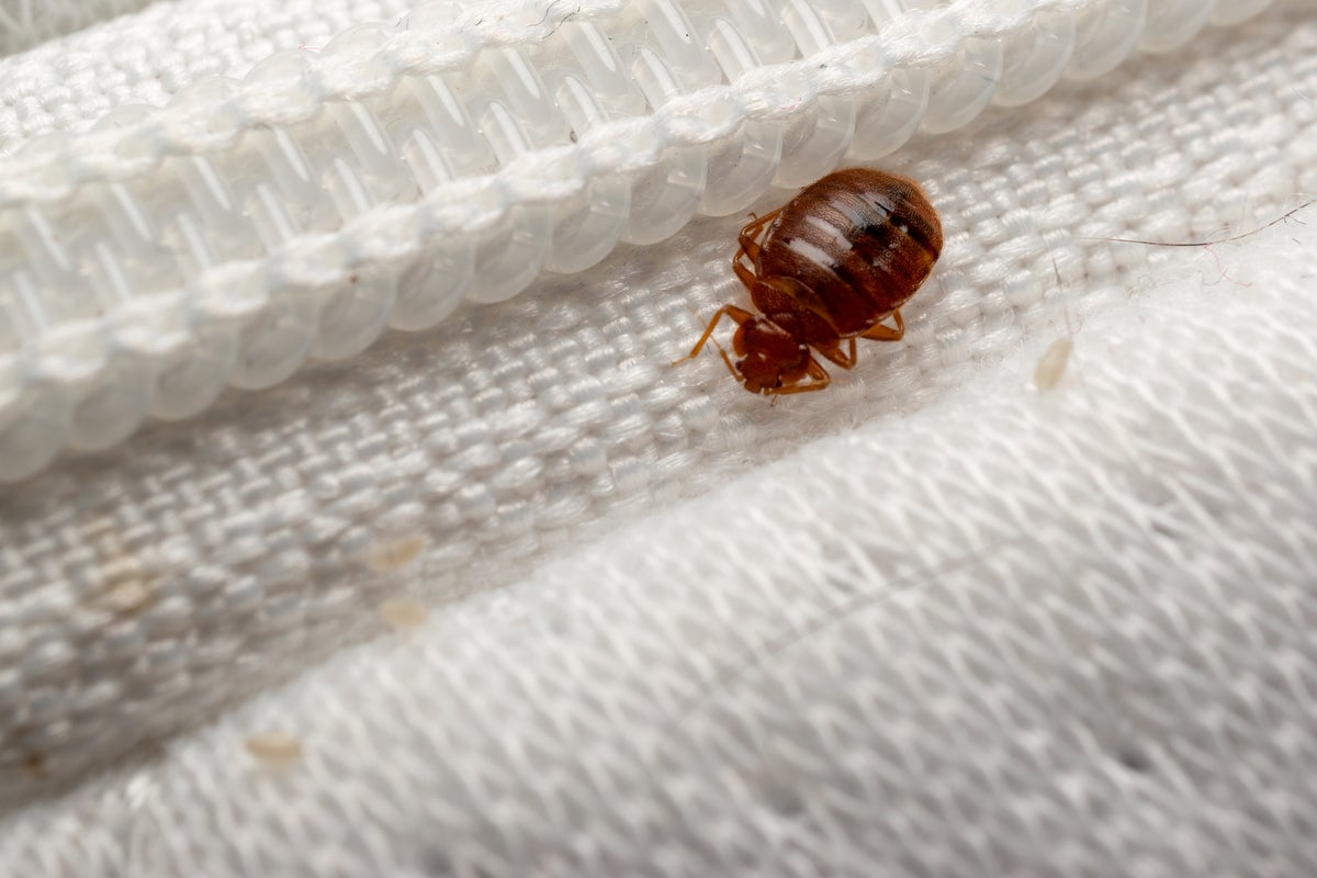 Cómo detectar chinches en tu hotel y qué hacer si las encuentras