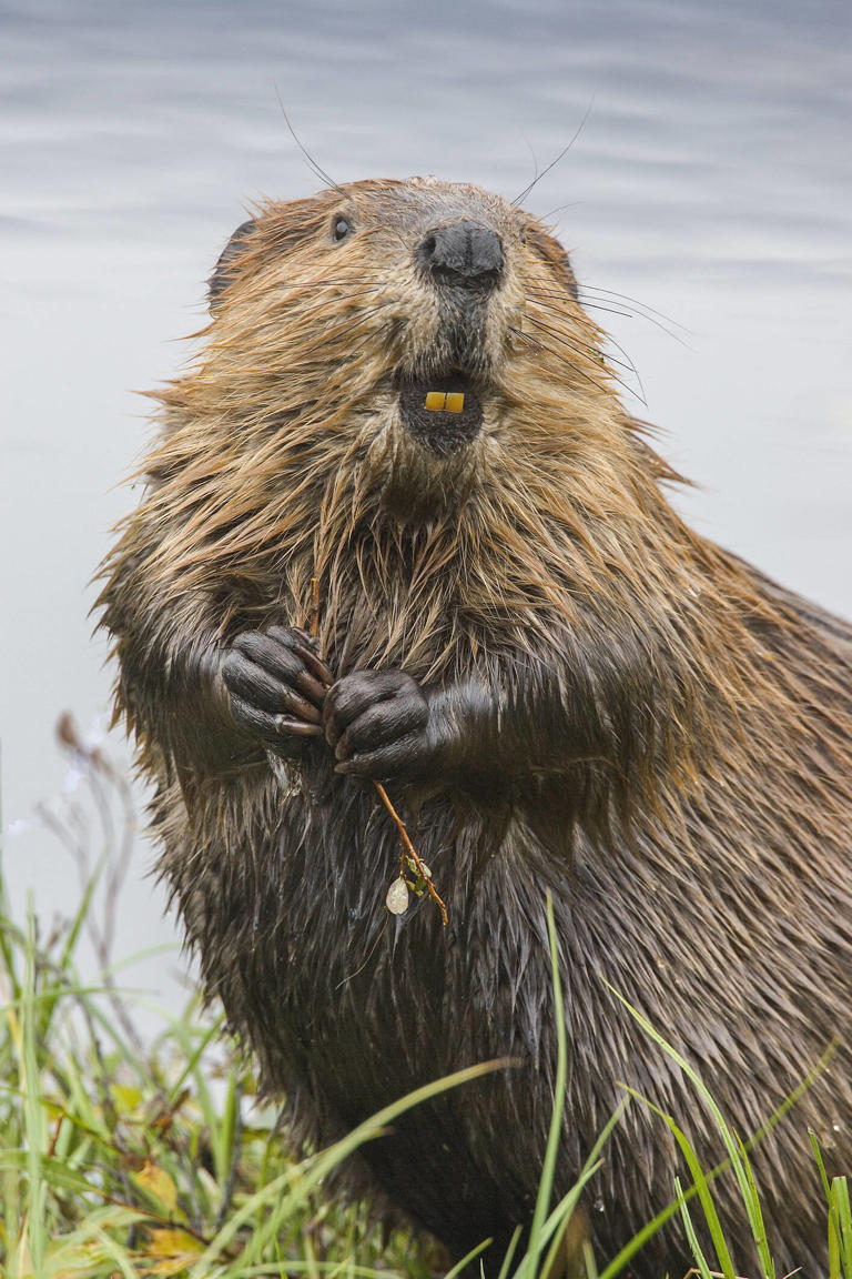 Beaver finds signpost warning about beavers, promptly chews it down