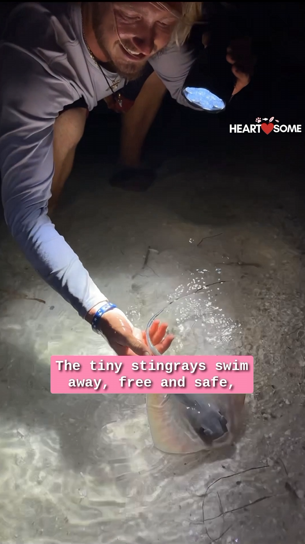 Individual rescues unborn stingray pups on shoreline