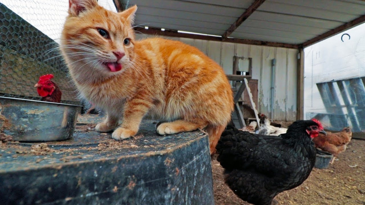 The cat that thinks he's a chicken