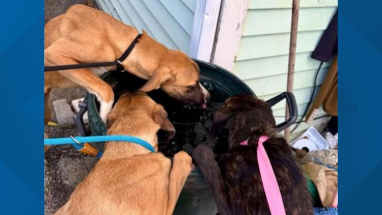 3 abandoned puppies rescued from vacant Cleveland home; cruelty ...