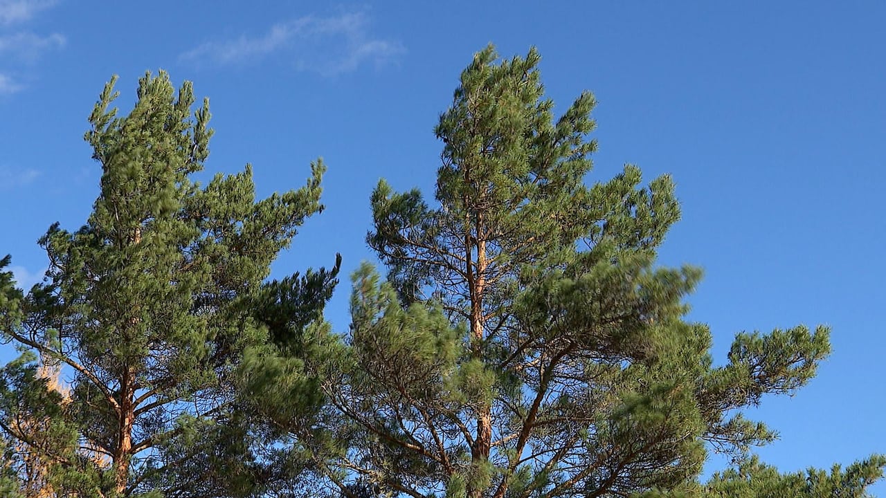 High winds in central and northern Alberta cause power outages, affect ...