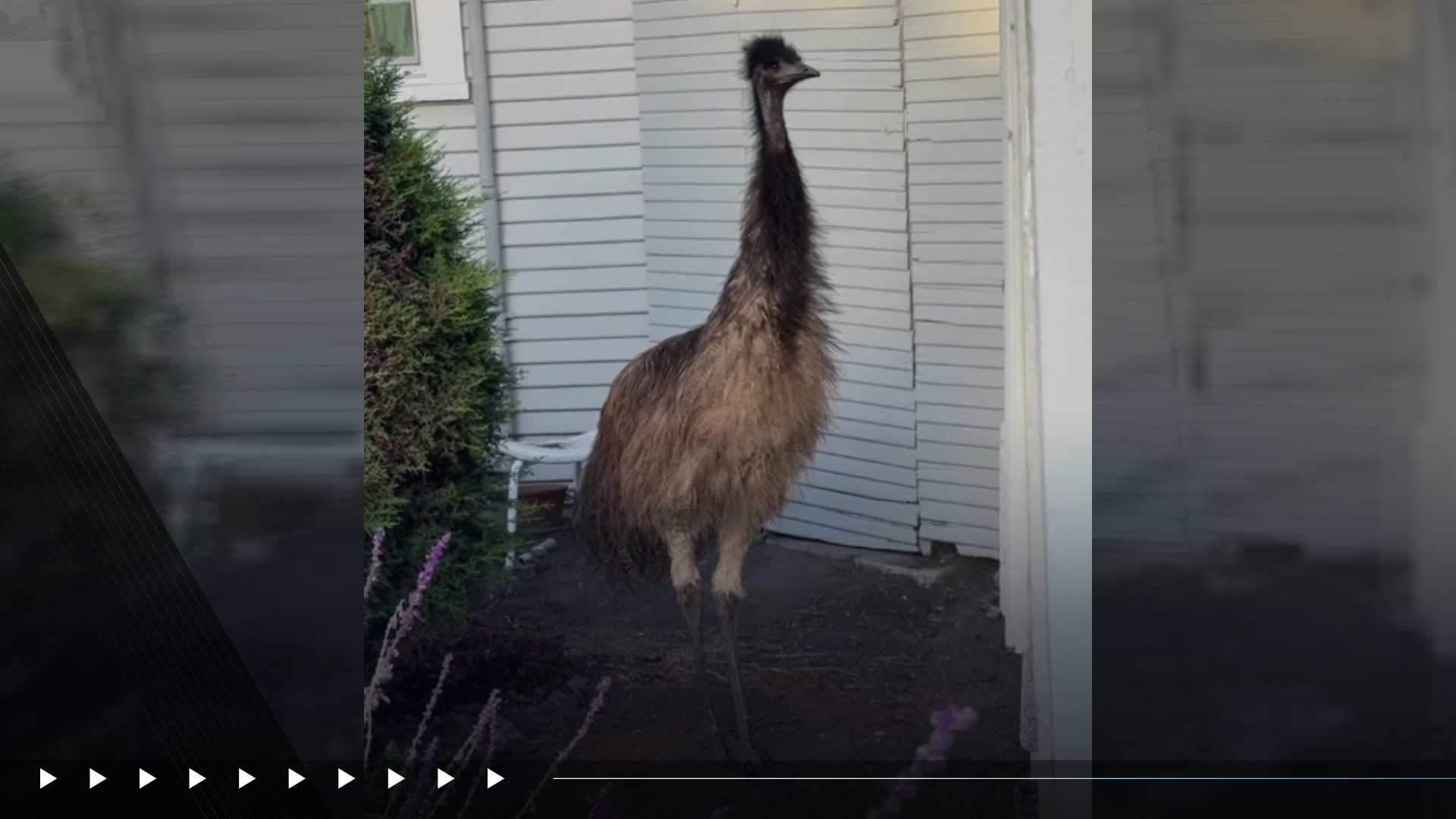 Loose emu runs in and out of traffic in Santa Cruz County, CHP says