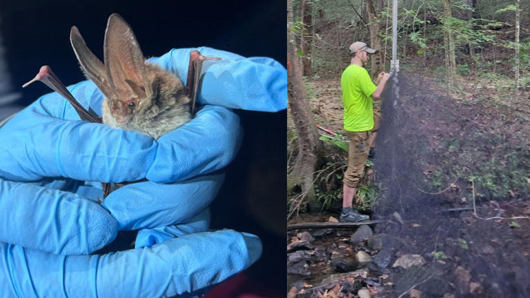 Endangered bat species detected during survey in Tennessee. Here's what ...