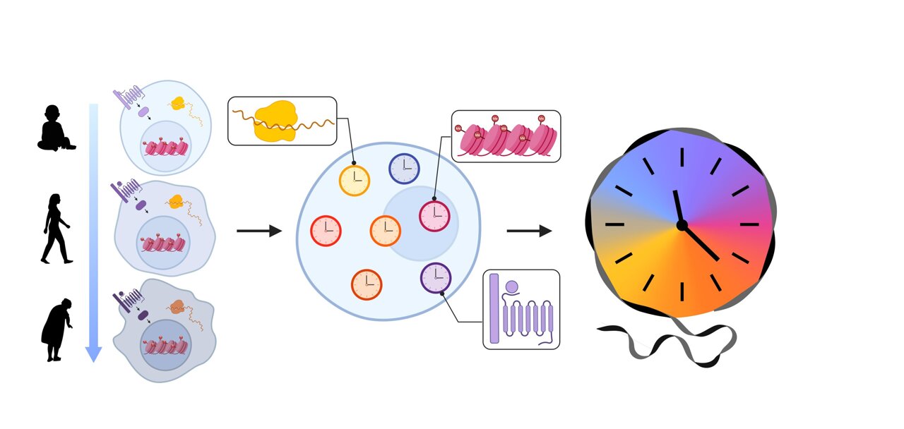 Reversing age by reprogramming gene expression networks