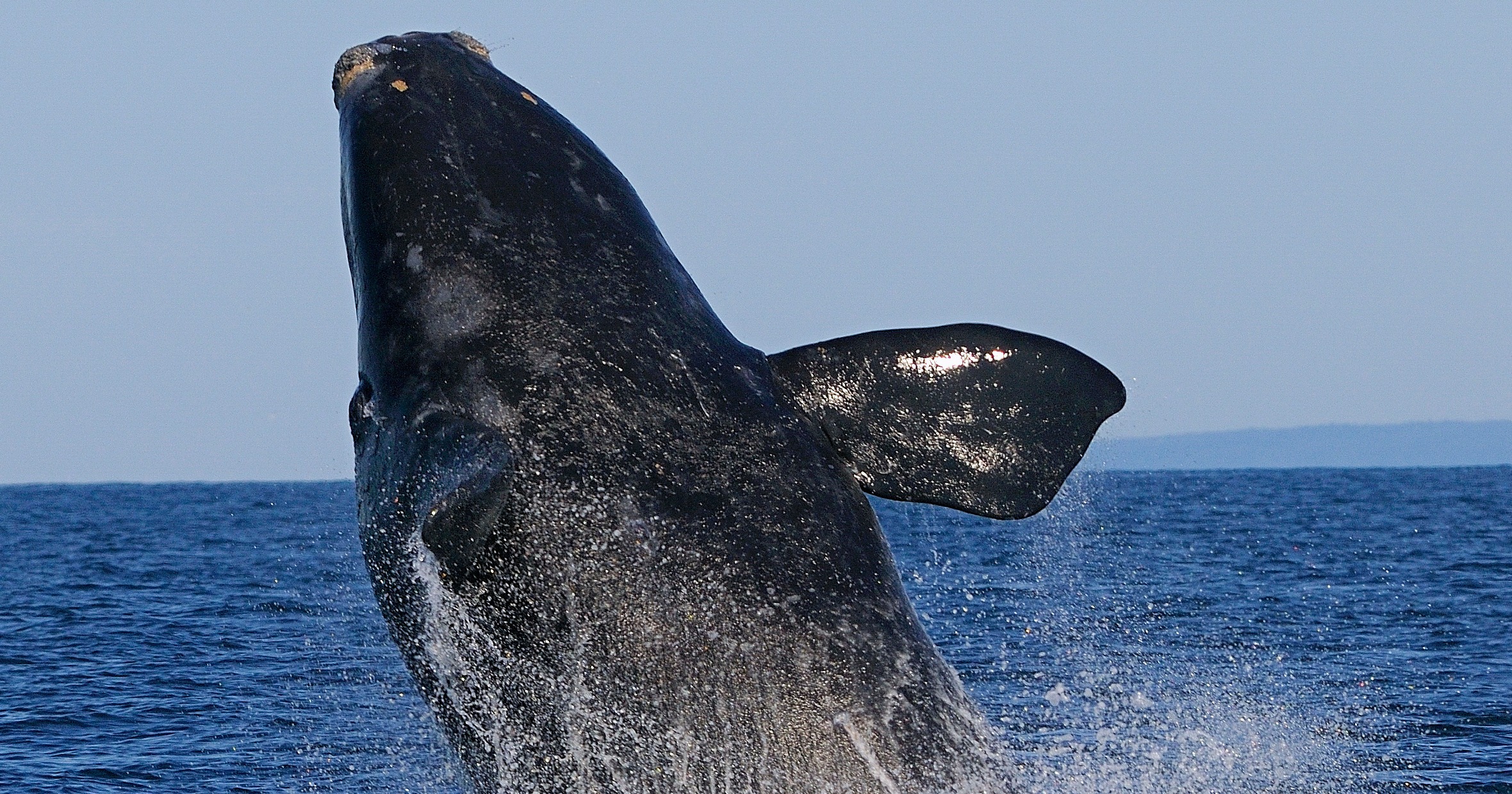 Federal definition change harms NY, US endangered species