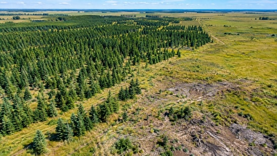 Between 1928 and 1950, Canada planted white spruce on rare prairie in ...