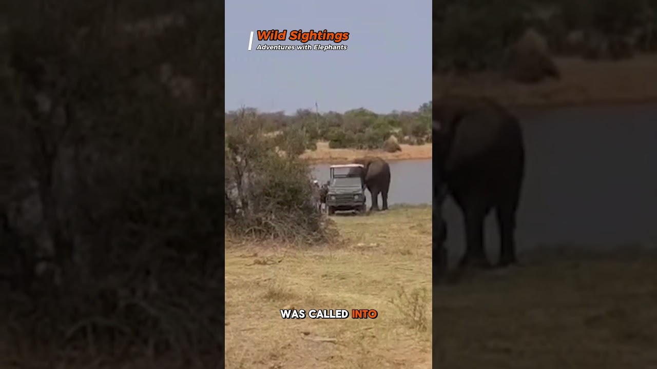 You watch an elephant free a stuck jeep