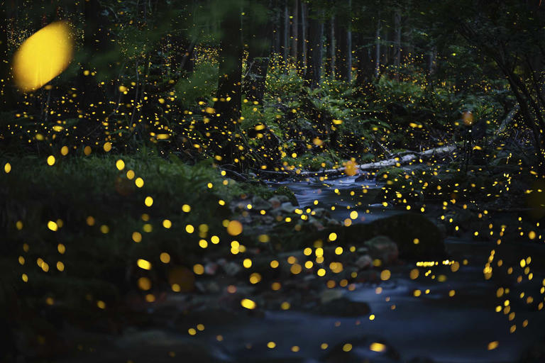 Want more fireflies next summer? Do fewer chores this fall
