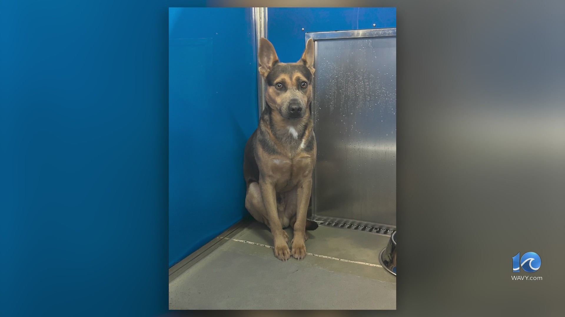 Lucky the dog at now at German shepherd rescue