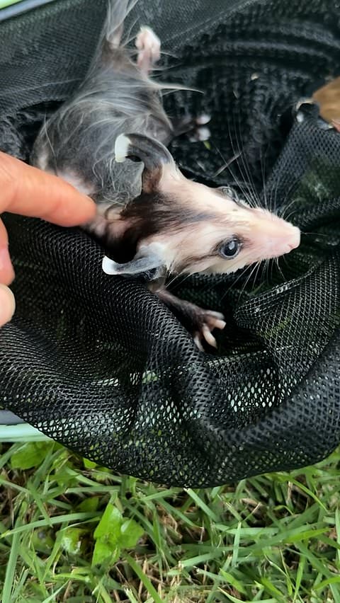 Woman rescues baby opossum struggling in swimming pool