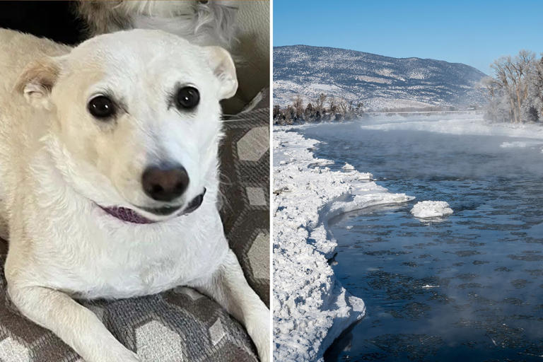 Pup that escaped into Yellowstone wilderness for over a month found ...