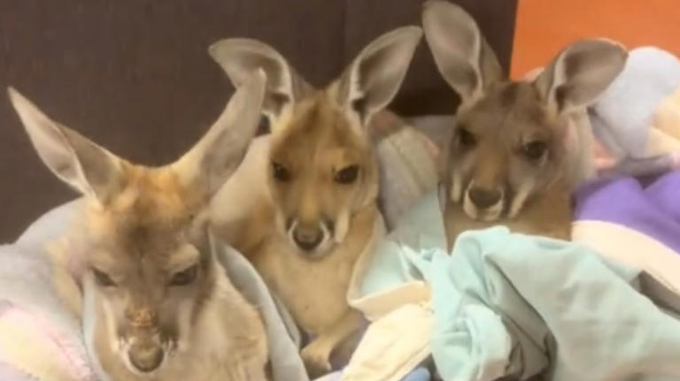 Orphaned baby kangaroos cuddling in laundry baskets may be the cutest ...