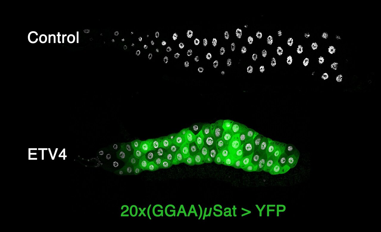 Cancer-linked protein needs a partner to activate silent DNA, fruit fly ...